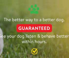 Bark Busters dog training - eastern suburbs bellevue hill