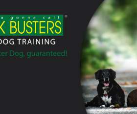 Dog trainer sydney, Eastern Sububr - by Bark Busters