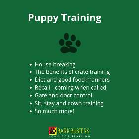 Puppy training sydney, Eastern Suburbs - by Bark Busters