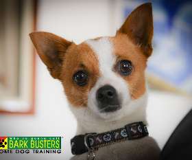 Bark Busters - Eastern Suburbs