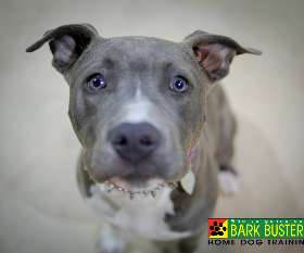 Bark Busters dog training - eastern suburbs double bay