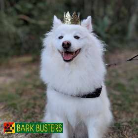 Bark Busters - Eastern Suburbs