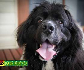 Bark Busters dog training - eastern suburbs eastlakes