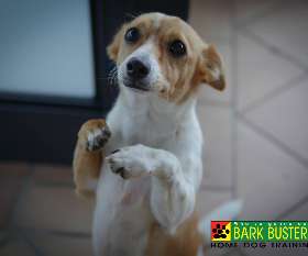 Bark Busters dog training - eastern suburbs elizabeth bay