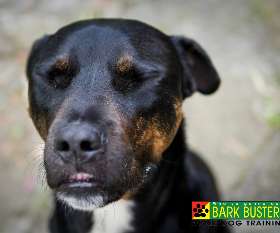 Bark Busters dog training - eastern suburbs haymarket