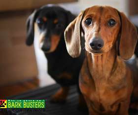 Bark Busters dog training - eastern suburbs hillsdale