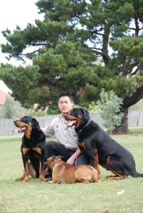 Dog training Bondi, Eastern Suburb - by Bark Busters