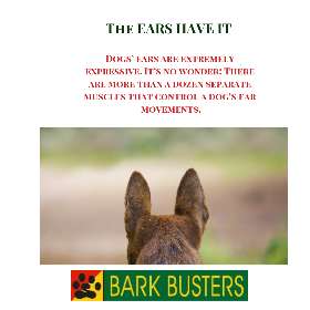 Bark Busters - Sydney Southern - Caravan Head