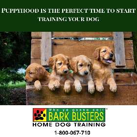 Bark Busters - Sydney Southern - Earlwood