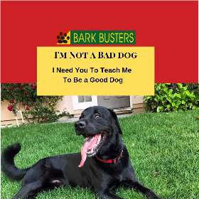 Bark Busters - Sydney Southern - Garie