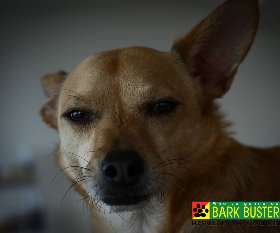 Bark Busters - Sydney Southern - Bexley