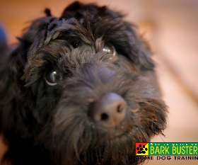 Bark Busters - Sydney Southern - Beverly Hills