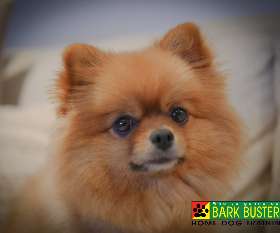 Bark Busters - Sydney Southern