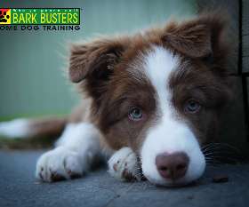 Bark Busters - Sydney Southern - Bardwell Valley