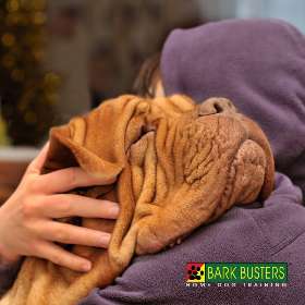 Bark Busters - Sydney Southern