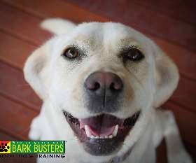 Bark Busters - Sydney Southern