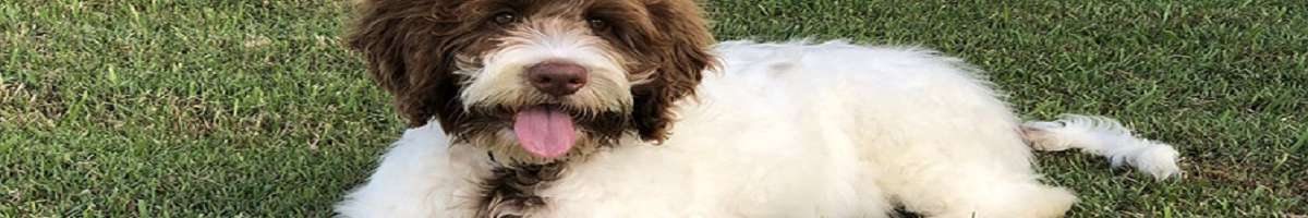 Misty Creek Rose Australian Cobberdogs Banner