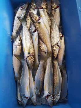 The Catch Of The Fishing Rod Charters - True Blue Fishing