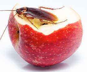 Gold Coast Pest Services