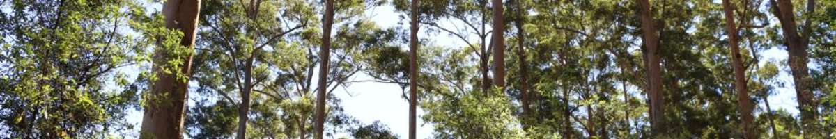 Black Cockatoo Distillery Banner