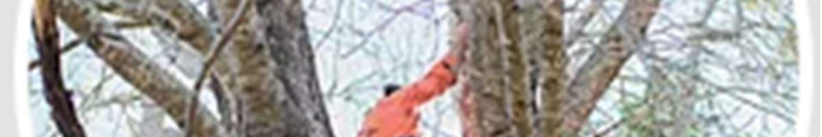 Valley Tree Services Banner