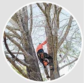 Valley Tree Services