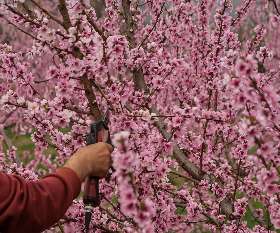 Northern Beaches Tree and Garden
