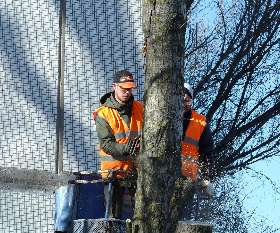 Northern Beaches Tree and Garden