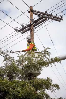 Charles Tree Services