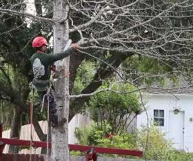 Charles Tree Services