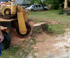 Charles Tree Services