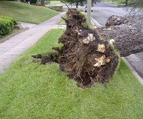 Charles Tree Services