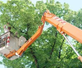 Charles Tree Services