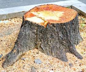 Charles Tree Services