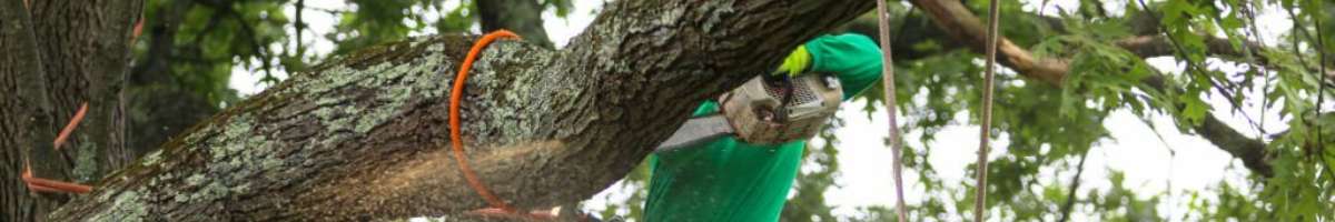 Eco Tree Removal Brisbane Banner
