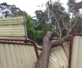 Bens Tree and Garden