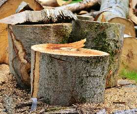 Bens Tree and Garden