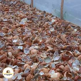 White Copra Indonesia