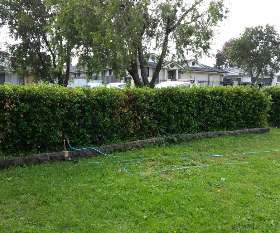 Alex Tree and Garden Services