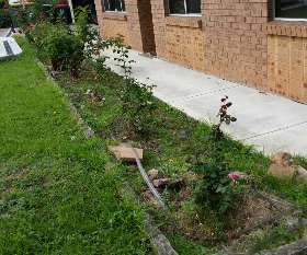 Alex Tree and Garden Services