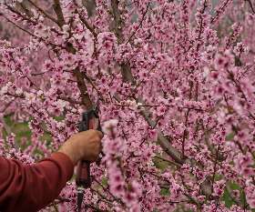 Alex Tree and Garden Services