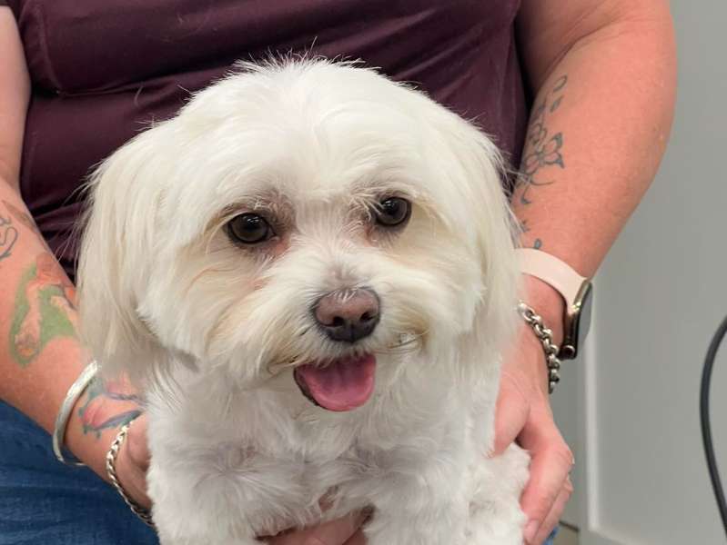 Level 1 Professional Groomer Course
