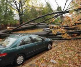 AAA Advanced Tree Lopping