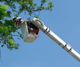 AAA Advanced Tree Lopping