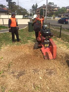 AAA Advanced Tree Lopping