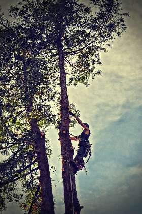 AAA Advanced Tree Lopping