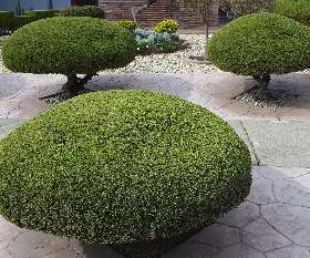 AAA Advanced Tree Lopping