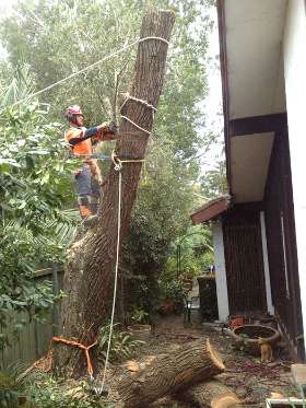Complete Tree Experts