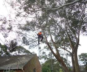 Complete Tree Experts