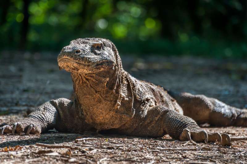 Discover the Wonders of Komodo Island with Pulau Private Charters